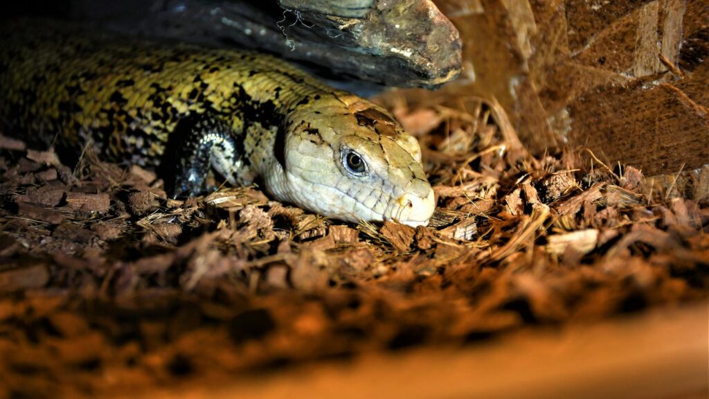 Close-up of a blue-tongued skink in its natural habitat, showcasing its detailed scales.