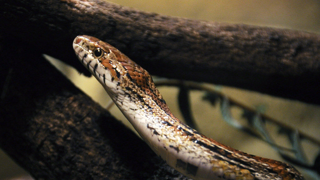 corn snake on a log