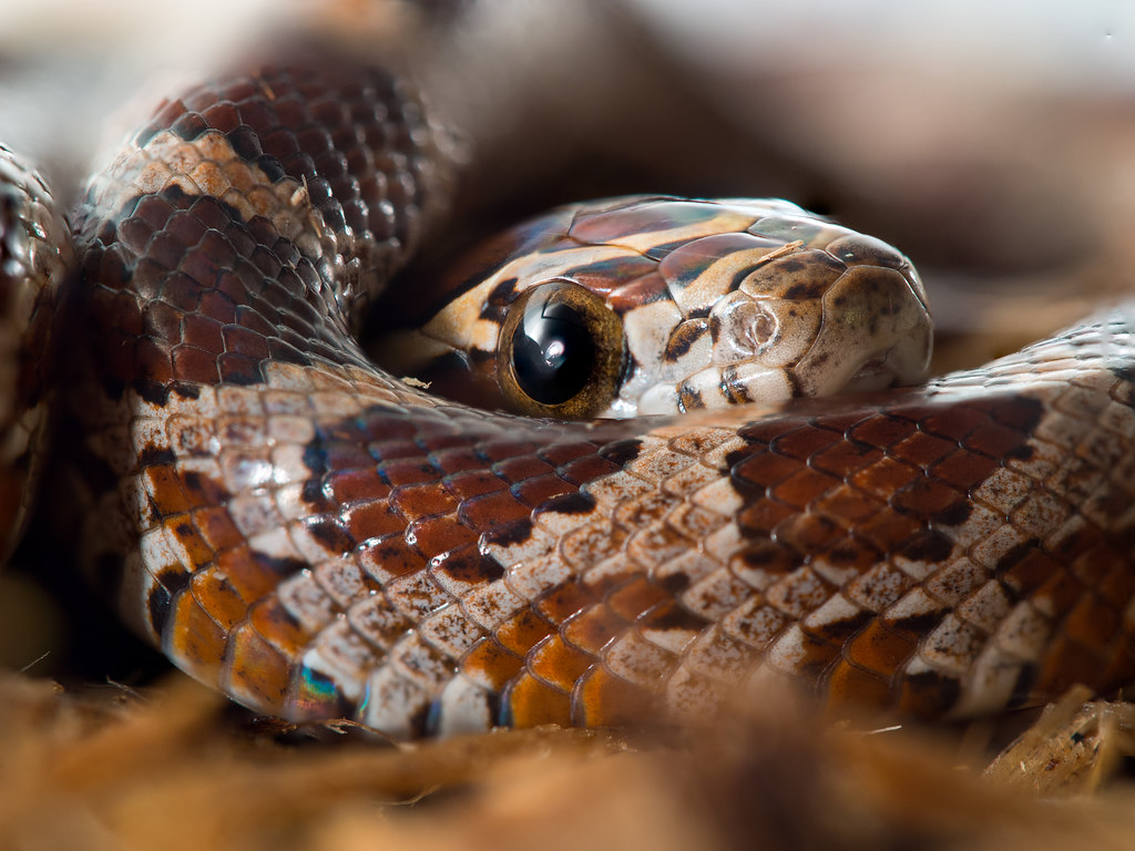 curled up corn snake close up