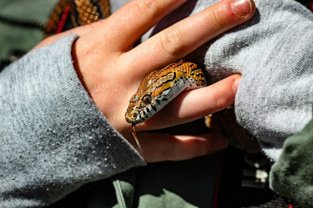 brown snake