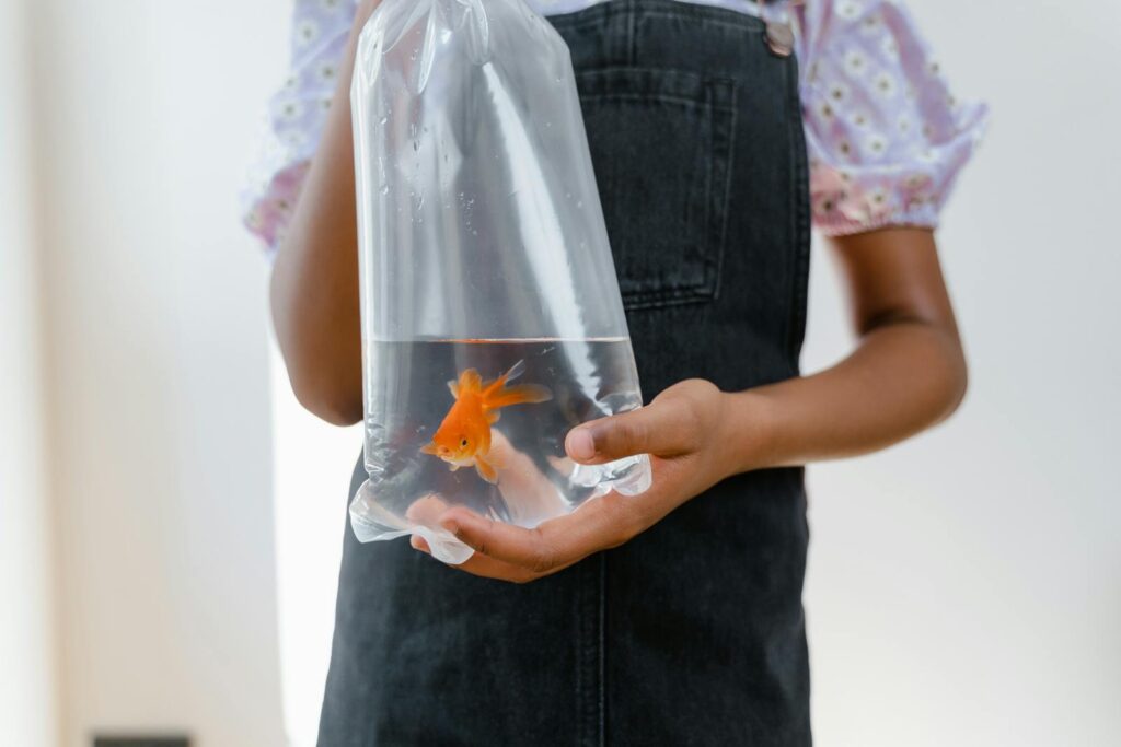 A child gently holding a goldfish in a water-filled plastic bag, indoors.
