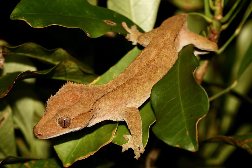 Benefits of Live Plants in Crested Gecko Vivariums