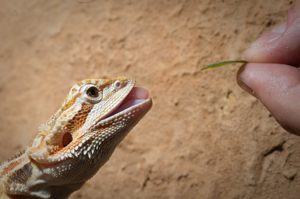 bearded dragon eating a plant