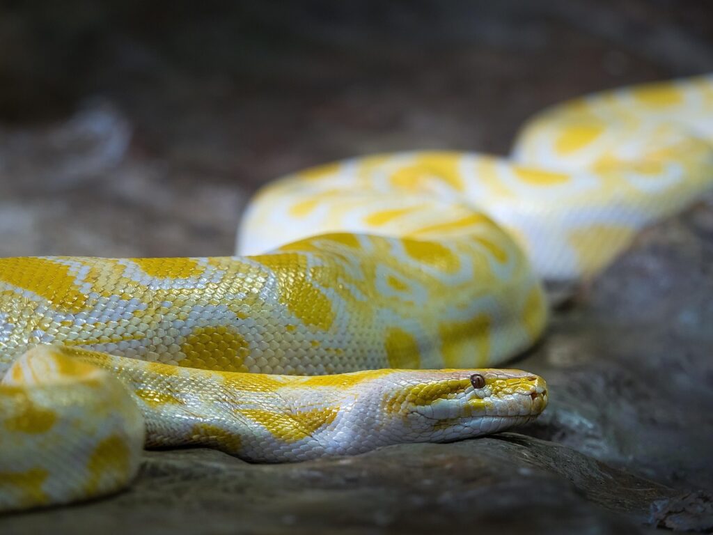 albino burmese python, burmese python, snake, nature, animal, reptile, wildlife, python