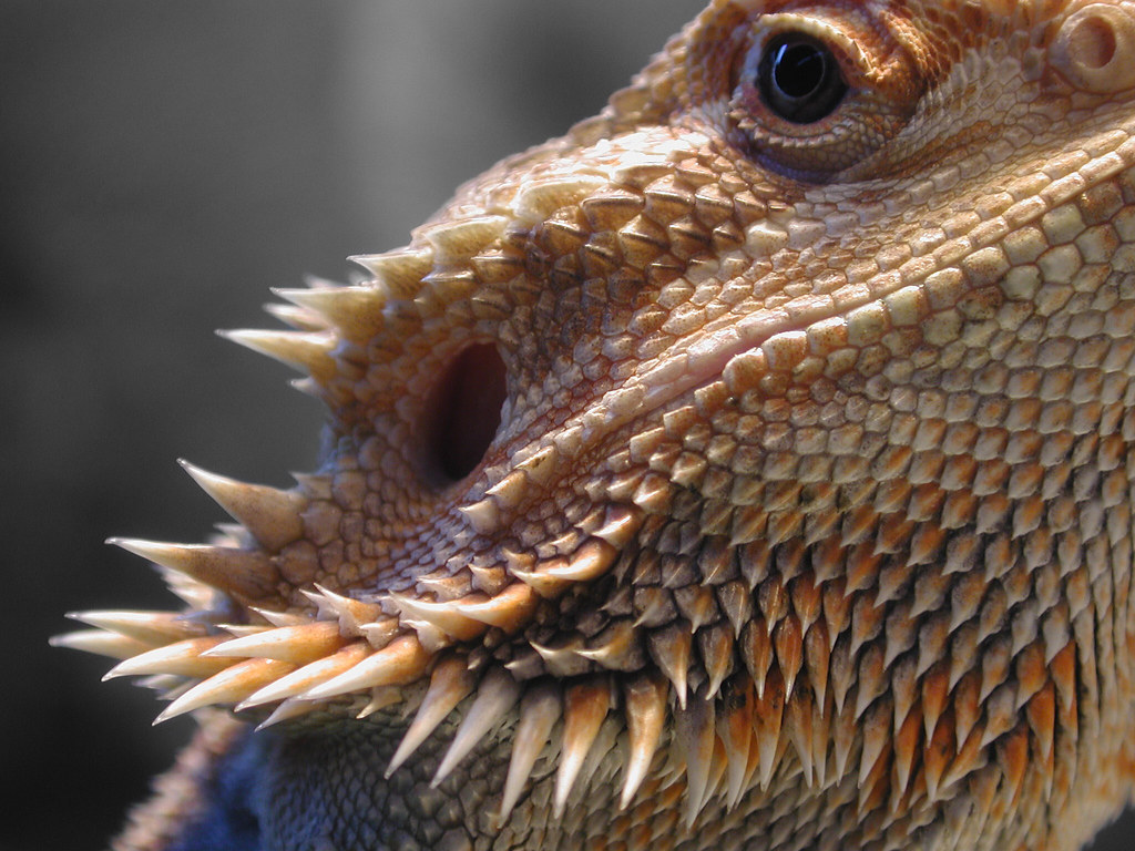 bearded dragon with yellow white and orange colorations