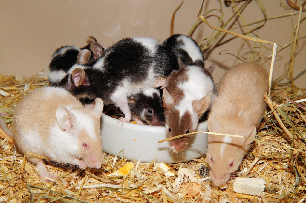 mice, color mice, long-tailed mice, button eyes, tame, mammals, nature, googly eyes, cute, animals, small, kind