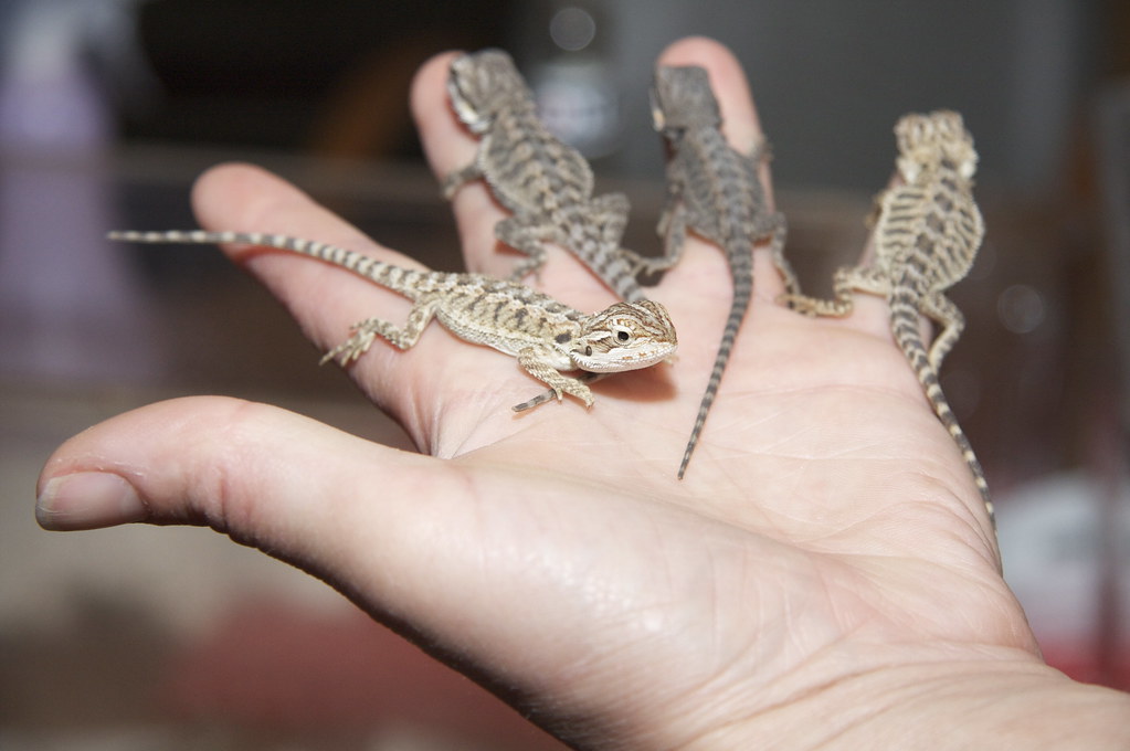 Hatchling Care and Responsible Distribution