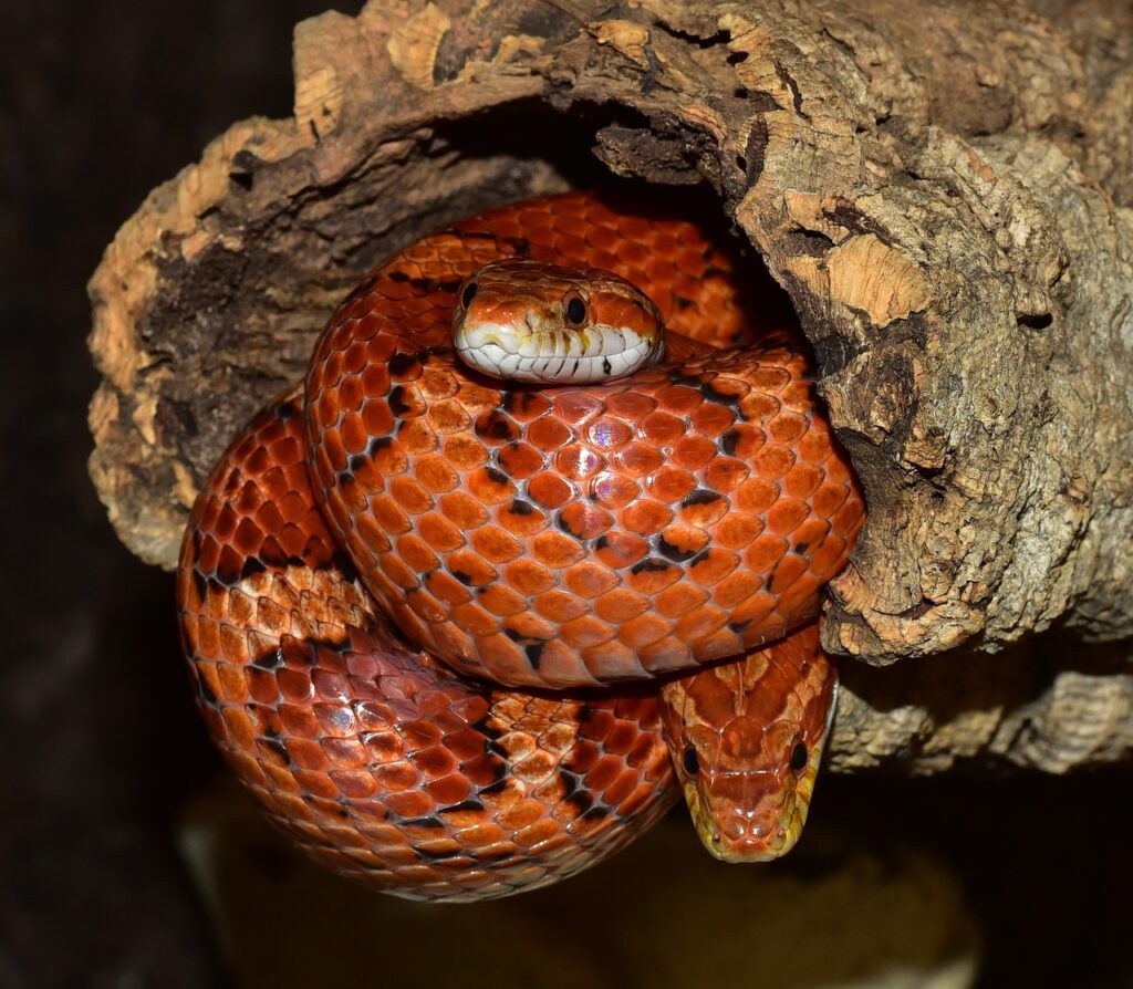 Myth 14: Corn Snakes Don't Need Environmental Enrichment
