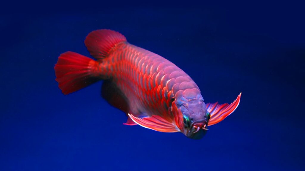 Close-up of a vibrant red Asian Arowana swimming gracefully in a blue aquarium.