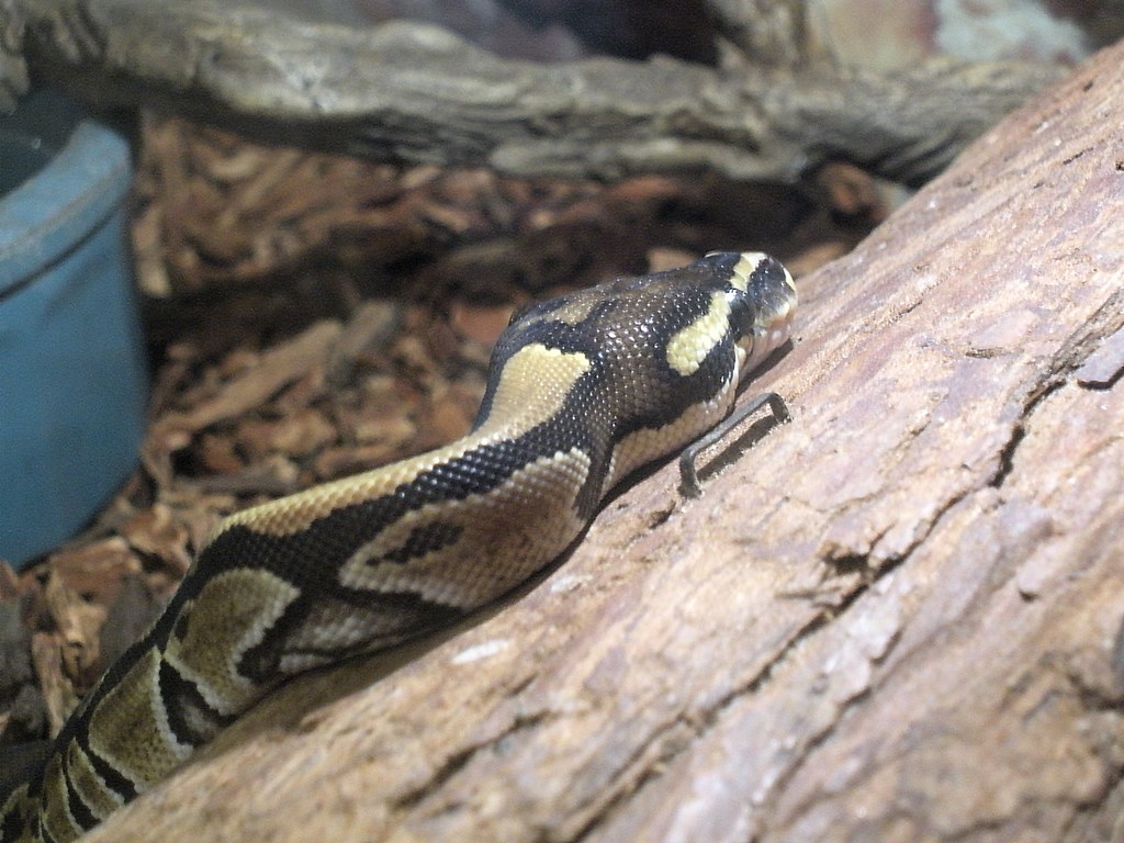 ball python laying on a log