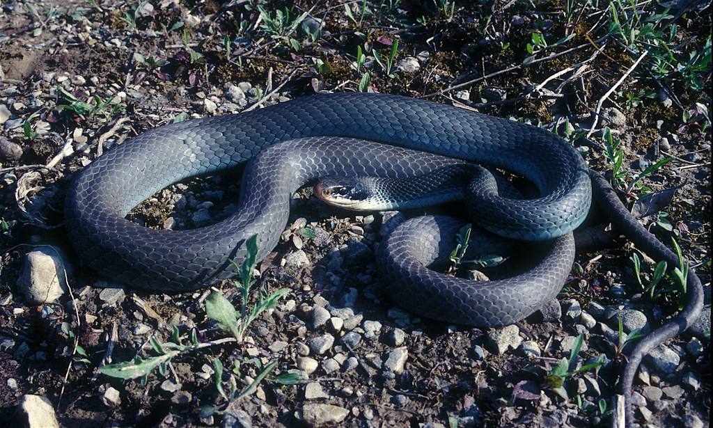 A single snake in a disturbed environment