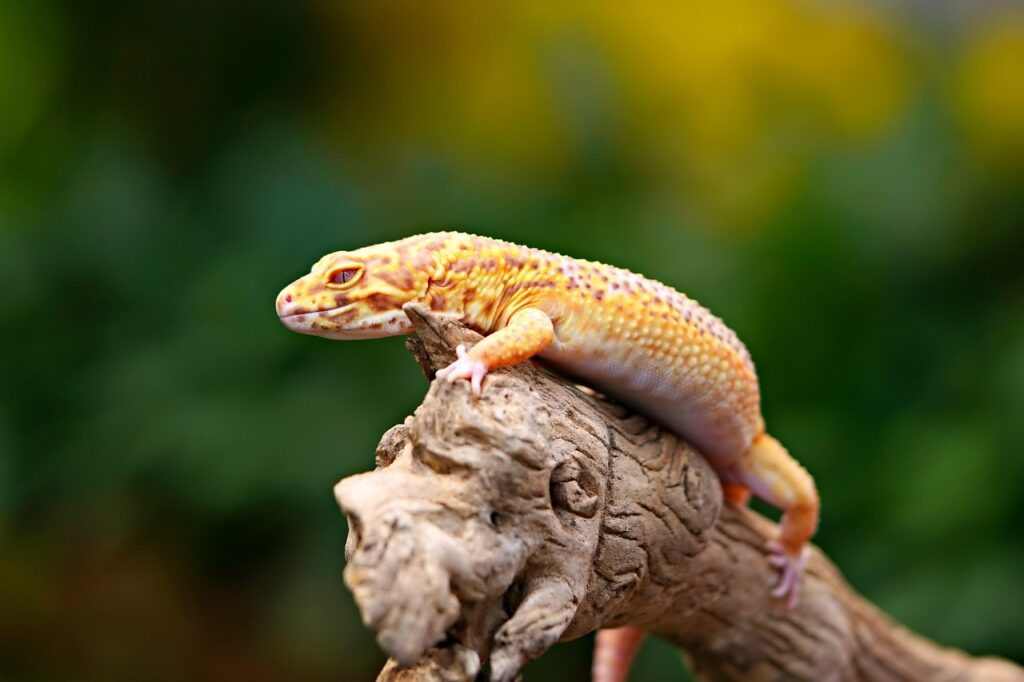 yellow-headed gecko, gecko, reptile, animal, wildlife, nature, gonatodes albogularis