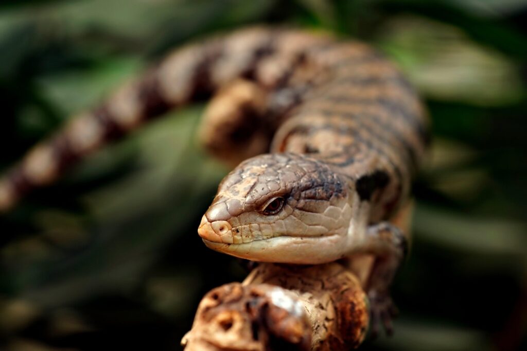 blue-tongued skink, lizard, reptile, animal, wildlife, fauna, panana, nature, close up