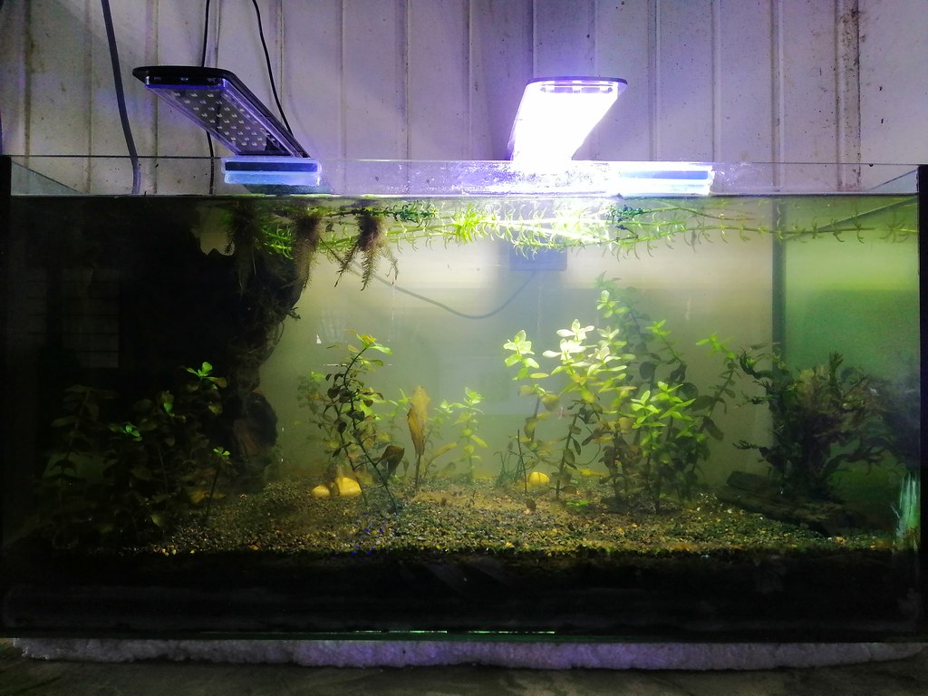 Choosing the Right Tank Size and Location