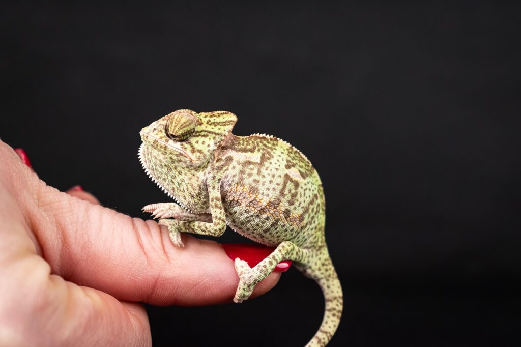 veiled chameleon, reptile, animal, chamaeleo calyptratus, chameleon, lizard, close up, nature