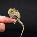 veiled chameleon, reptile, animal, chamaeleo calyptratus, chameleon, lizard, close up, nature