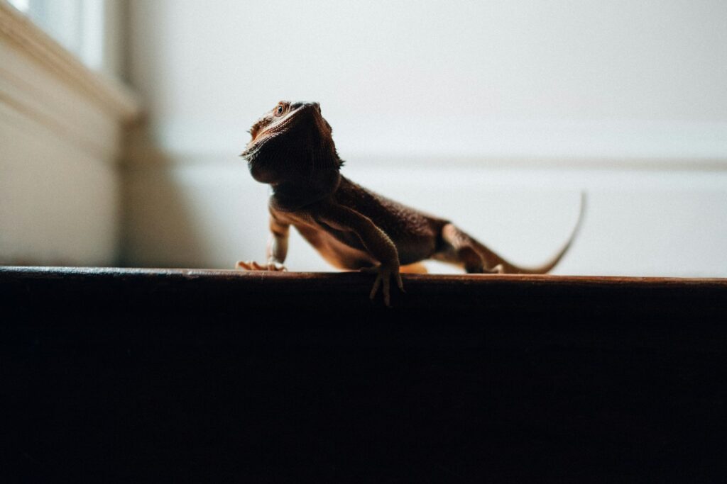 crested gecko