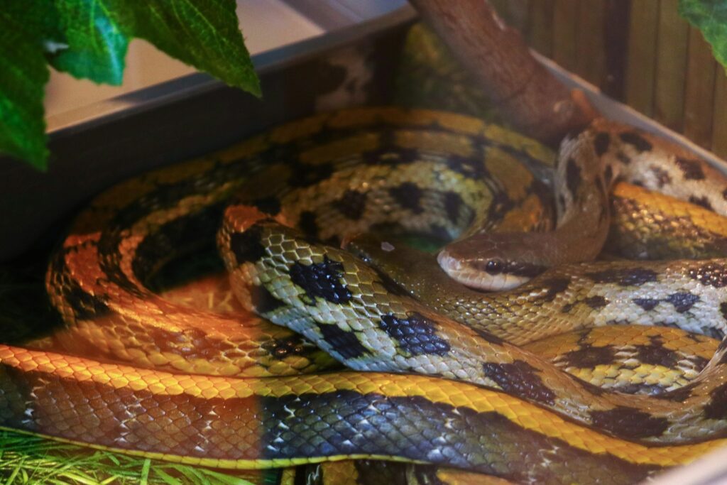 a close up of a snake in a bowl