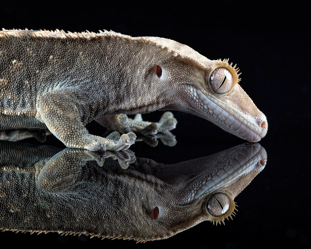 Crested gecko on a flat surface