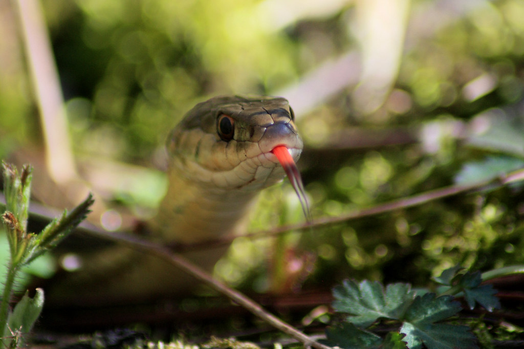 The Future of Ethical Snake Feeding