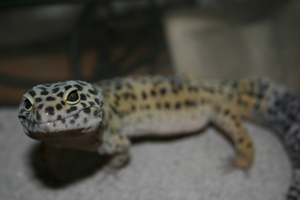 leopard gecko in a dim room