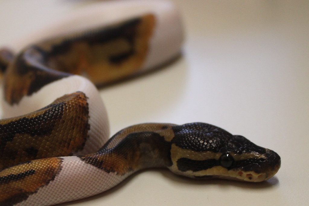 ball python laying on a flat white surface