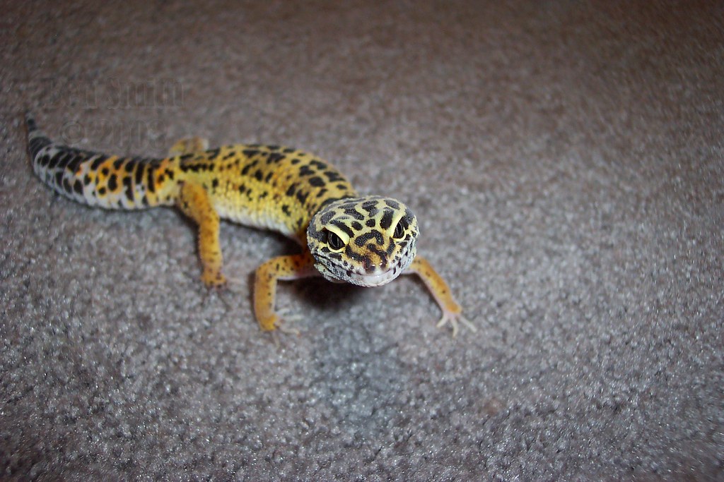 leopard gecko om s flat surface