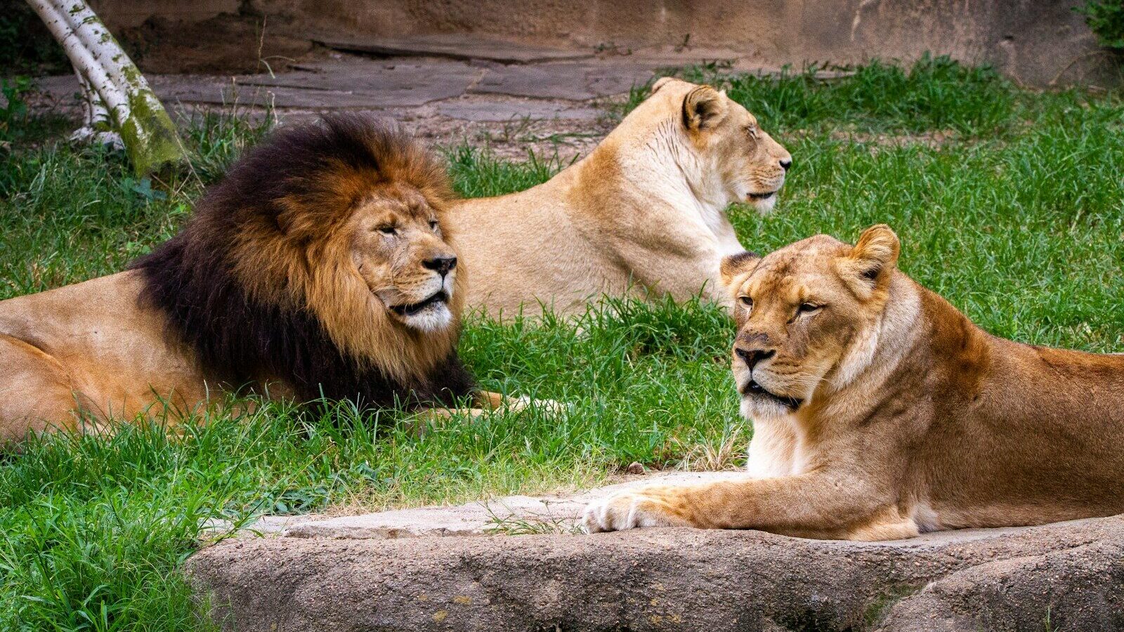 lion and lioness lying on green grass during daytime