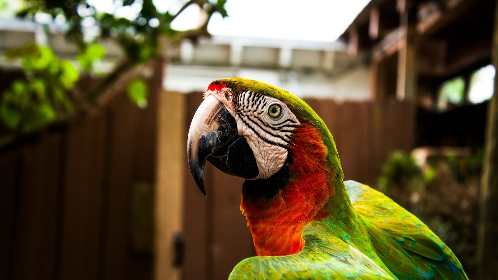 tilt shift lens photography of green and red parrot bird