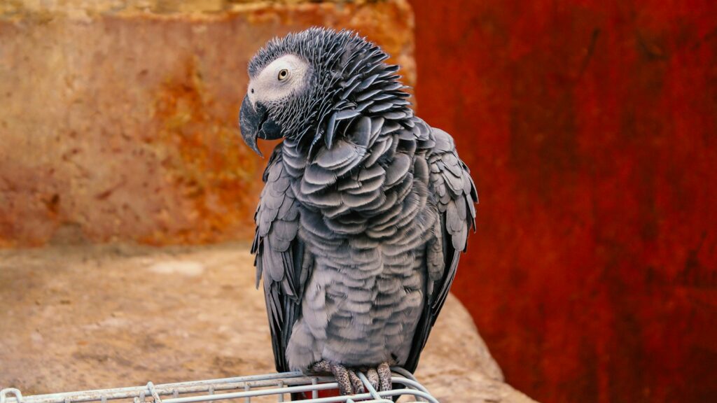 A grey parrot with white around its eyes and a curved beak looking to the side.