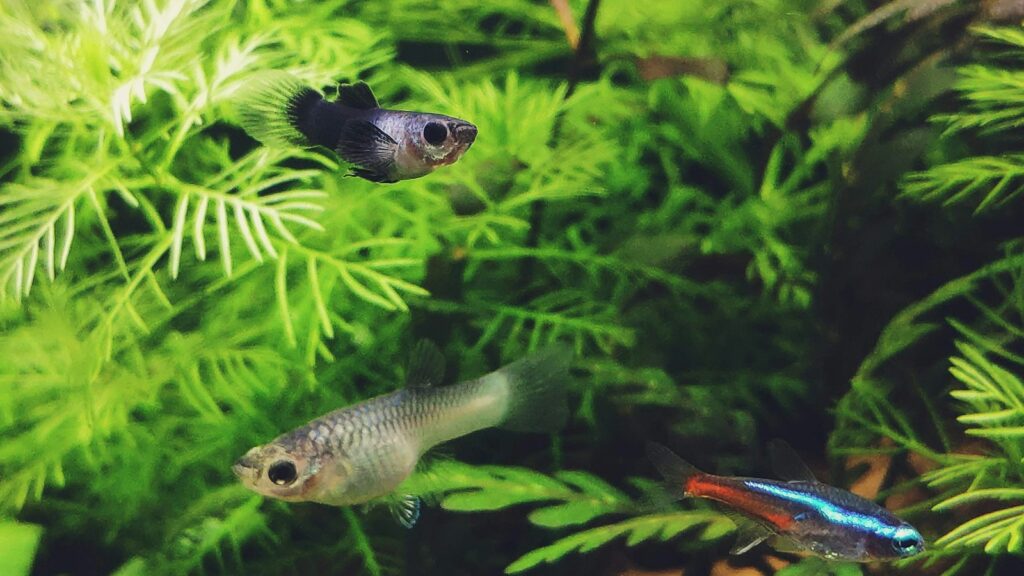 Small, colorful fish swimming among green aquatic plants in an aquarium.