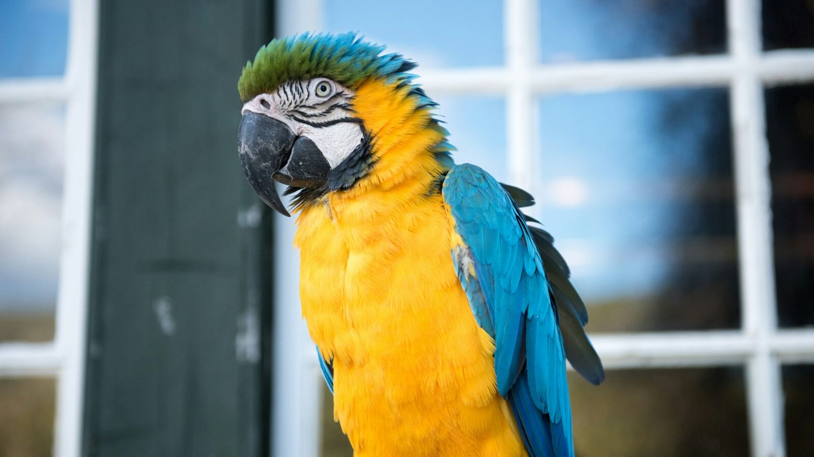 yellow and blue parrot perched on black fence