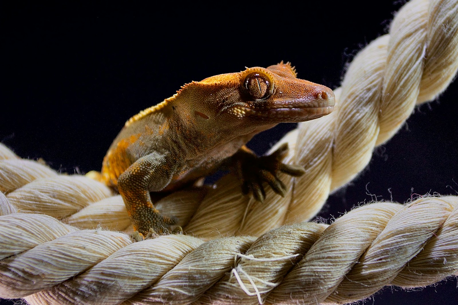 a small lizard sitting on top of a rope
