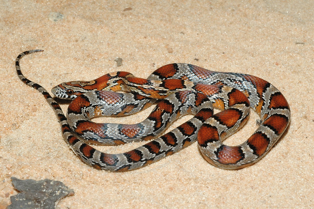 corn snake on a sandy floor