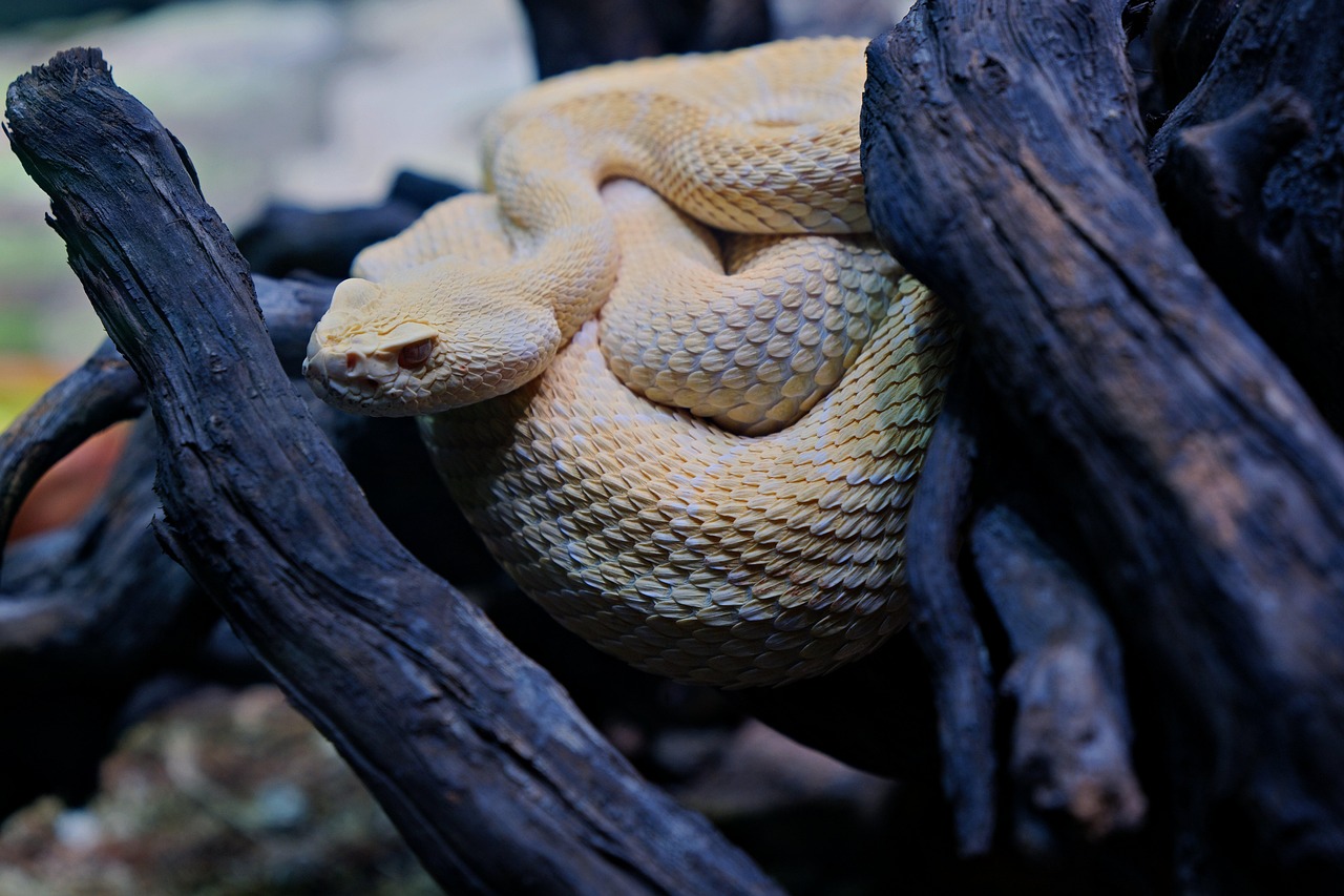 western diamondback rattlesnake, texas diamond-back, crotalus atrox, albino snake, rattlesnake, snake, reptile, animal, nature, dangerous