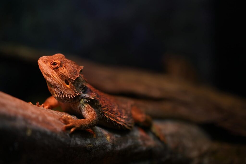 A detailed close-up of a Bearded Dragon resting on a log in its natural habitat.