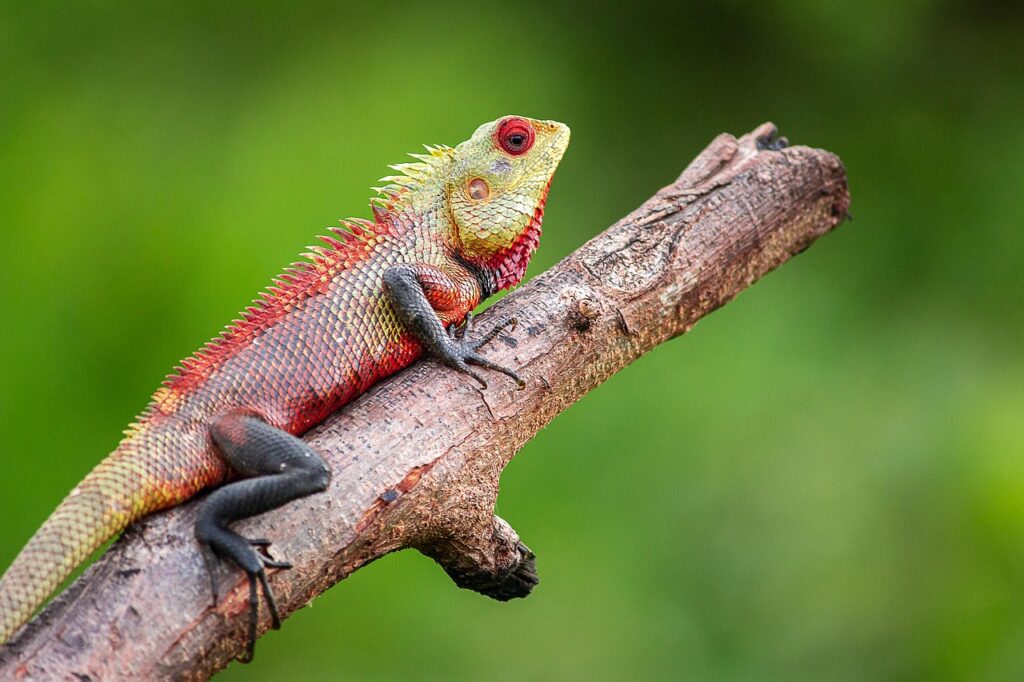 Conclusion: The Evolving Science of Lizard Enrichment