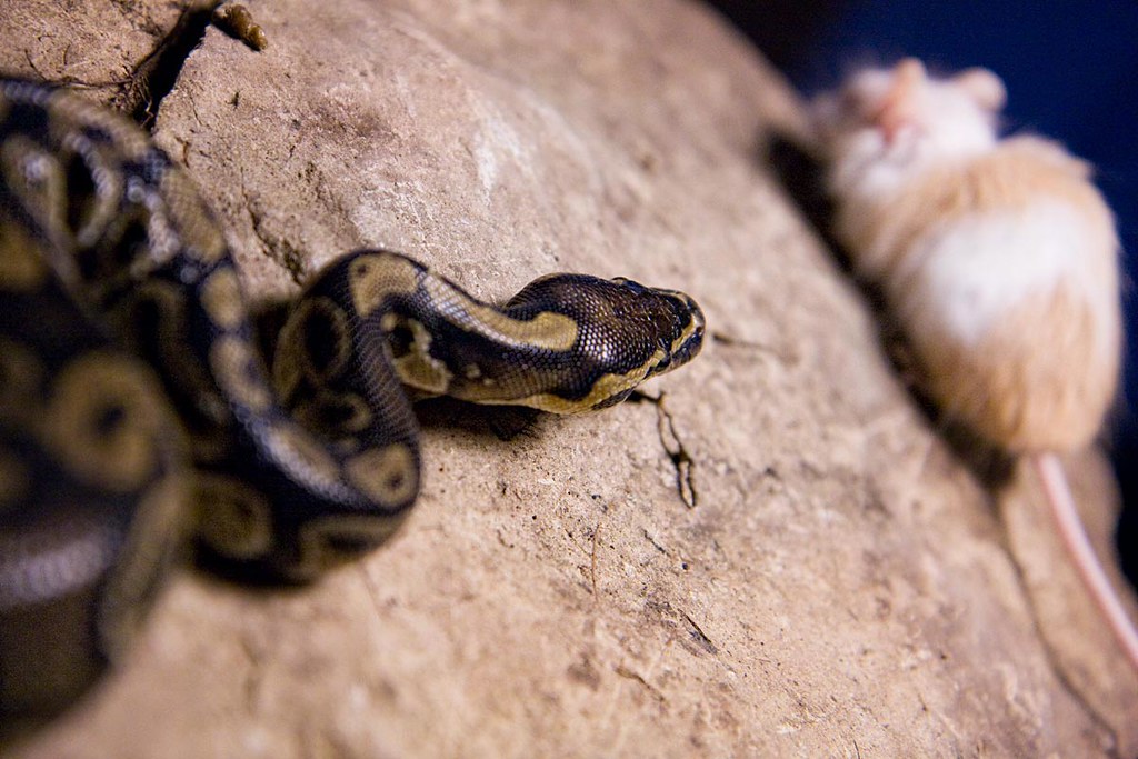 Species-Specific Feeding Considerations