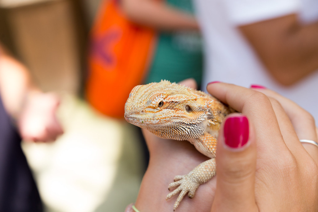 bearded dragon in the hands of a women with pink nails