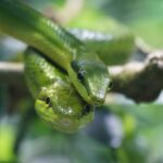 Best Practices for Reptile Social Management