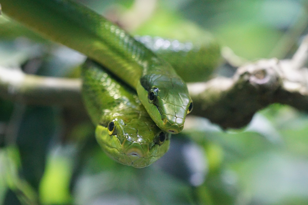 Best Practices for Reptile Social Management