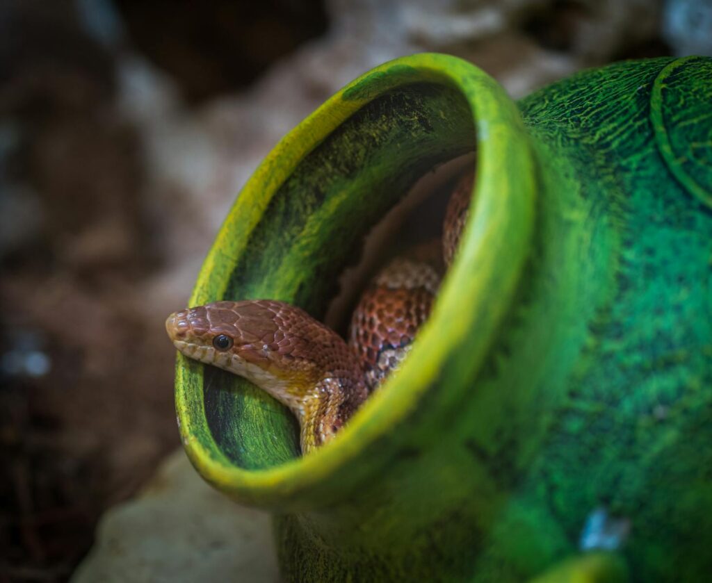Signs of Stress in Reptiles