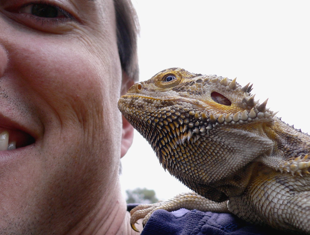 bearded dragon perched on a mans shoulder