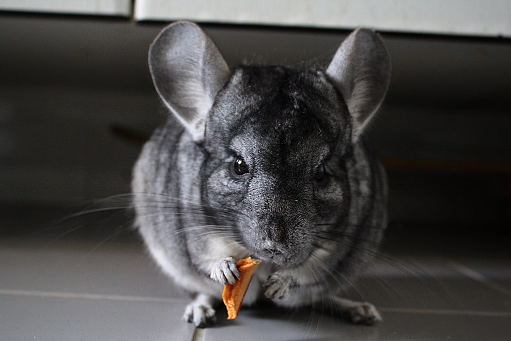 Chinchila (Chinchilla lanigera) eating a carrot