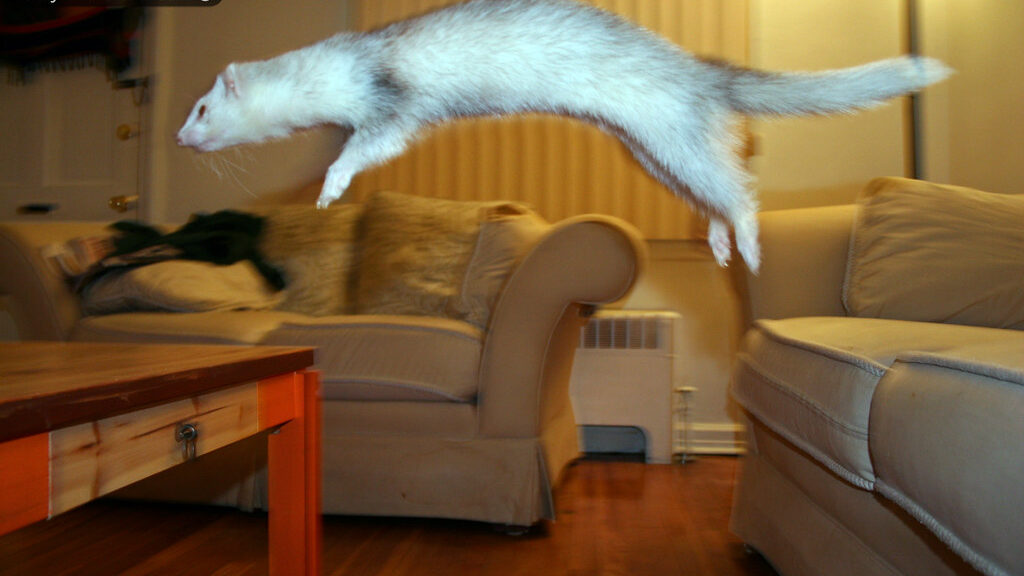 A Ferret jumping from a couch