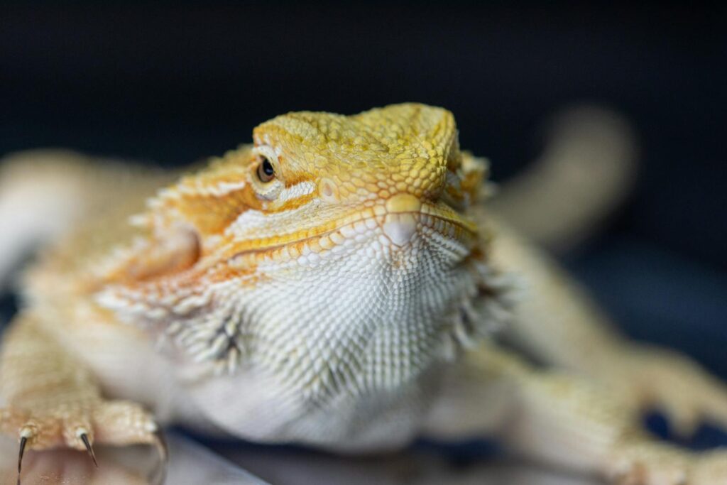 Detailed macro shot of a bearded dragon with focus on the face.