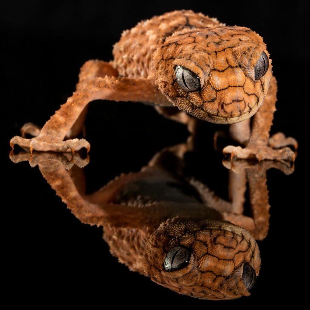Detailed macro of Centralian Rough Knob-tail Gecko against black background.