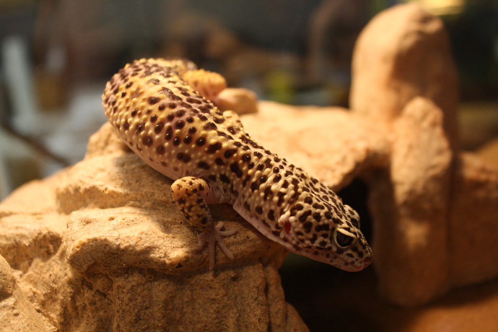 leopard gecko
basking under UVB light