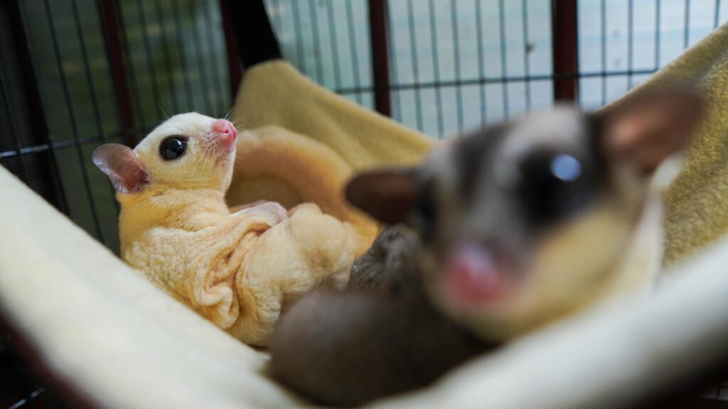 Cute sugar gliders resting in a hammock, showcasing their charming features in close-up.