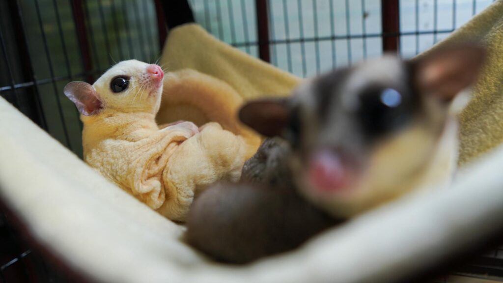 Cute sugar gliders resting in a hammock, showcasing their charming features.